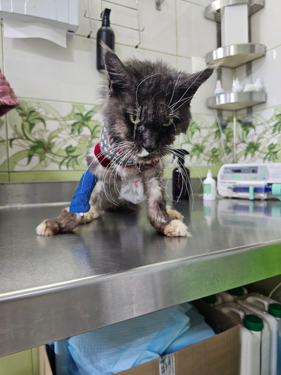 Фото автора. Помогите Соню спасти.