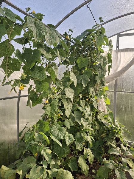 Это один огурец. Под него в августе-сентябре выливалось ведро воды за раз