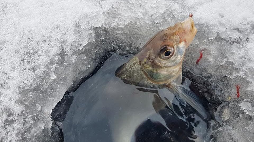 Шесть моих секретов успешной ловли подлещика зимой