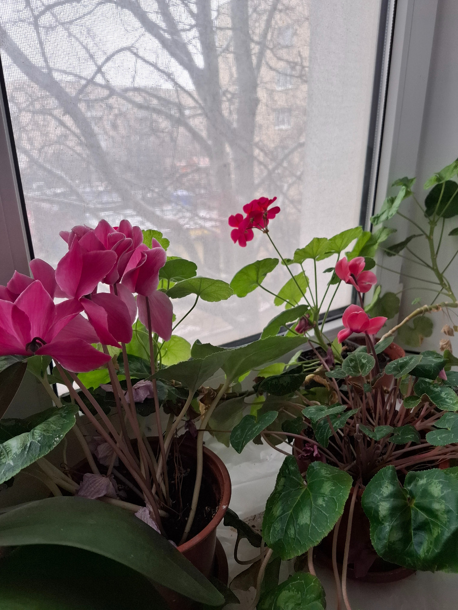 Цикламены и герань