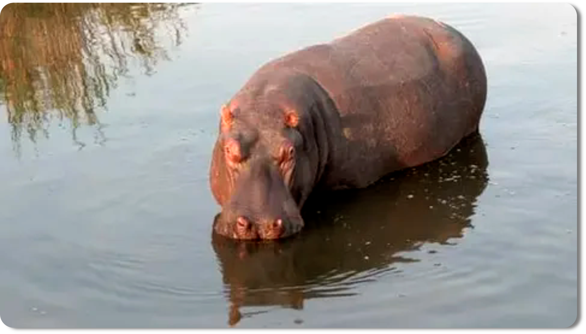 он не плавает - он «ходит по дну»
