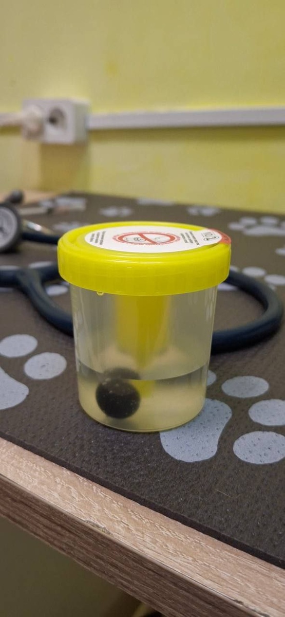 Специальный глазной протез — его ещё называют окулярным протезом или орбитальным имплантом.Именно его устанавливают после удаления глаза, чтобы сохранить форму глазницы и внешний вид.