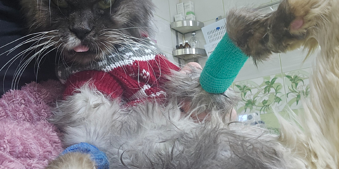 Срочно! Нужно переливание крови. Помогите. Спасти кошку.