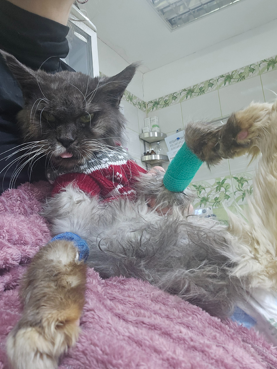 Фото автора. Соня оооооочень хочет жить. Помогите сделать переливание крови.