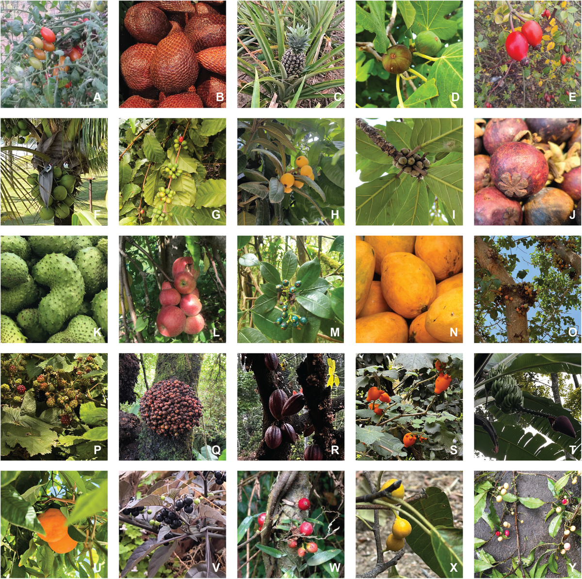 Описание фото: (A) Solanum lycopersicum , (B) Salacca zalacca , (C) Ananas comosus , (D) Ficus carica , (E) Rosa Rubiginosa , (F) Cocos nucifera , (G) Coffea canephora , (H) Eriobotrya japonica , (I) Ficus lutea , (J) Garcinia mangostana , (K) Annona muricata , (L) Malus Domestica , (M) Psychotria reducta , (N) Mangifera indica , (O) Ficus sycomorus , (P) Rubus Armeniacus , (Q) Ficus botryoides , (R) Theobroma cacao , (S) Solanum mammosum , (T) Musa acuminata , (U) Цитрусовые × aurantium , (V) Solanum nigrum , (W) Ficus politoria , (X) Ficus assimilis , (Y) Oncostemum nervosum .
