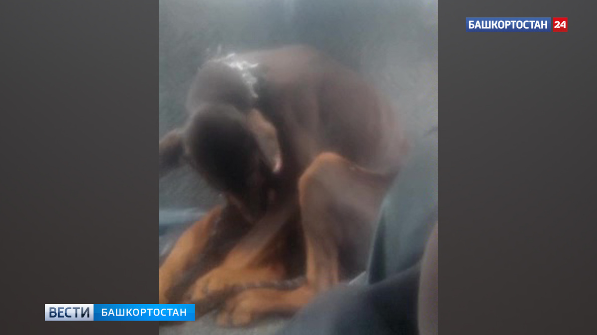    В Уфе неизвестные привязали истощенного добермана к забору и бросили на улице