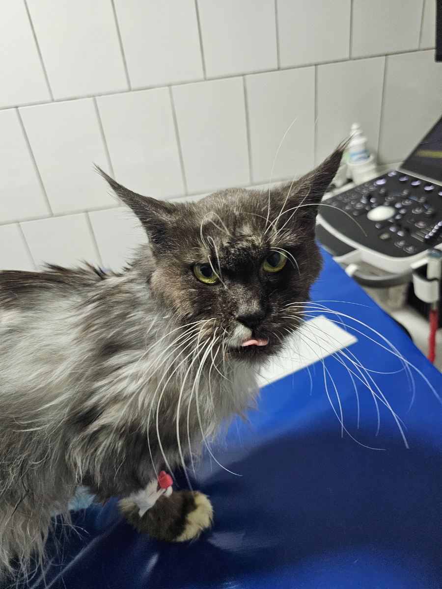 Фото автора. Соня оооооочень хочет жить.