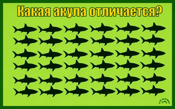🦈 Найди уникальную акулу за 20 секунд — проверь свою зоркость!
