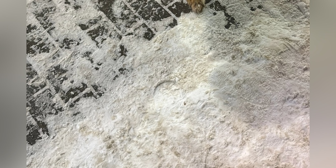 Просим помощи для слепой собаки!