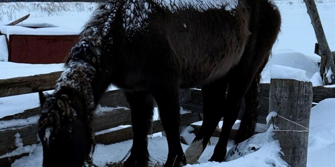 Владелец замерзающих лошадей в Удмуртии прогнал волонтера с едой