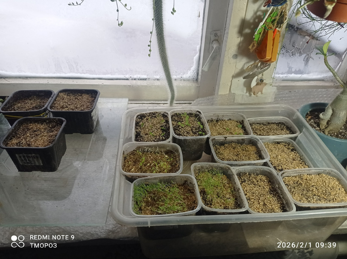 в спальне,  при +20 на окне