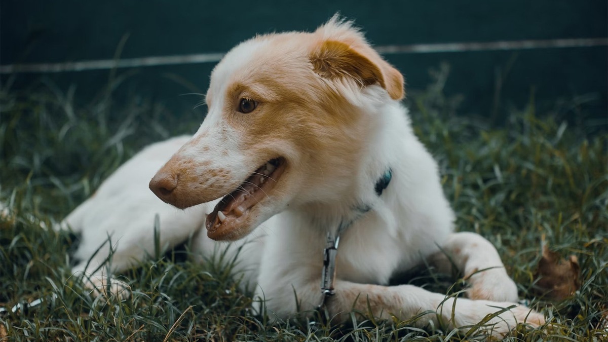    Чаще всего плохое поведение собаки можно исправить, правильно выстроив коммуникацию