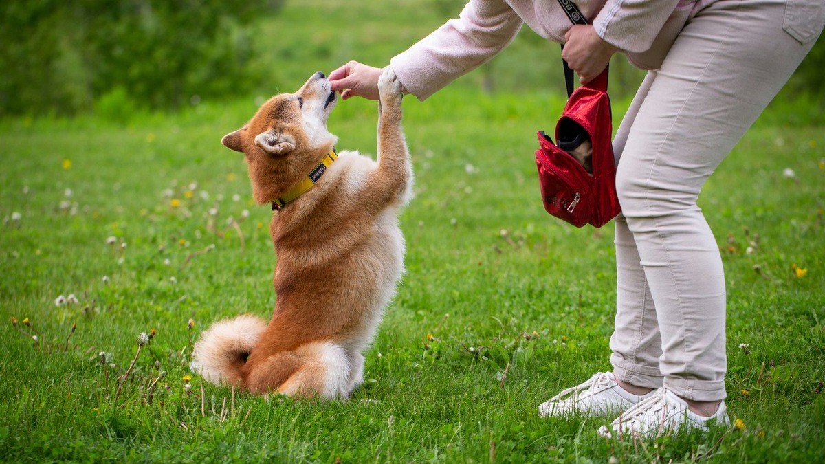    Стоит менять лакомства время от времени, чтобы собака не успевала к ним привыкнуть