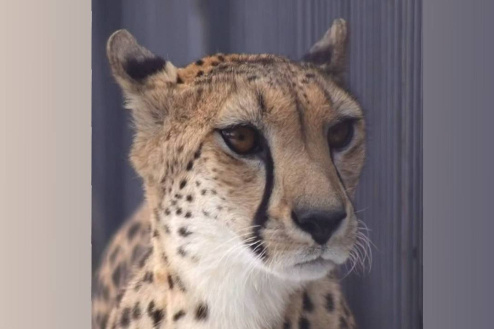    Фото и видео: Новосибирский зоопарк