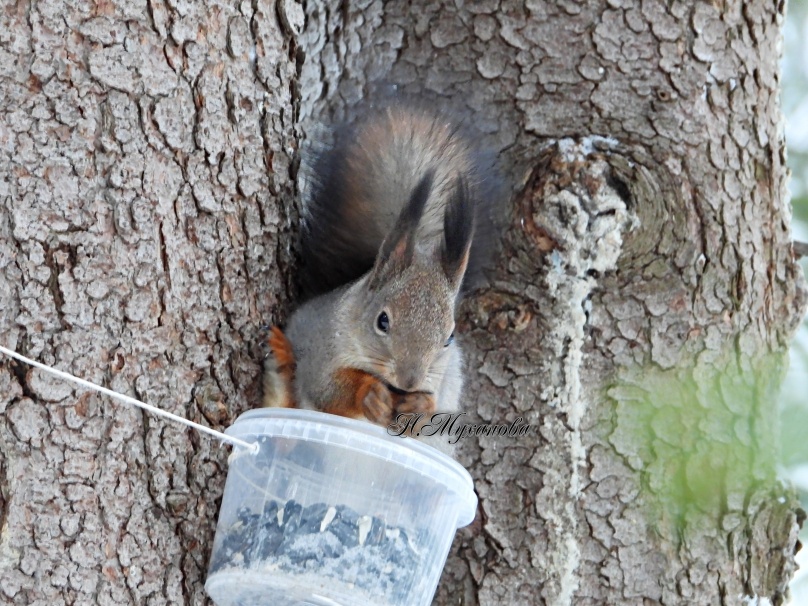 Обыкновенная белка  на кормушке