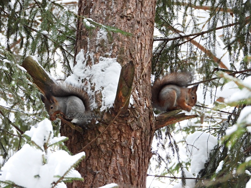 Белки грызут орешки