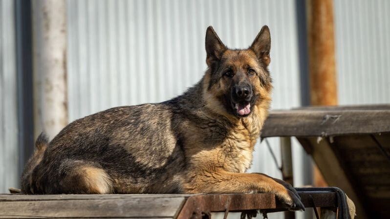    Фото: Федор Воронов/«Ямал-Медиа»