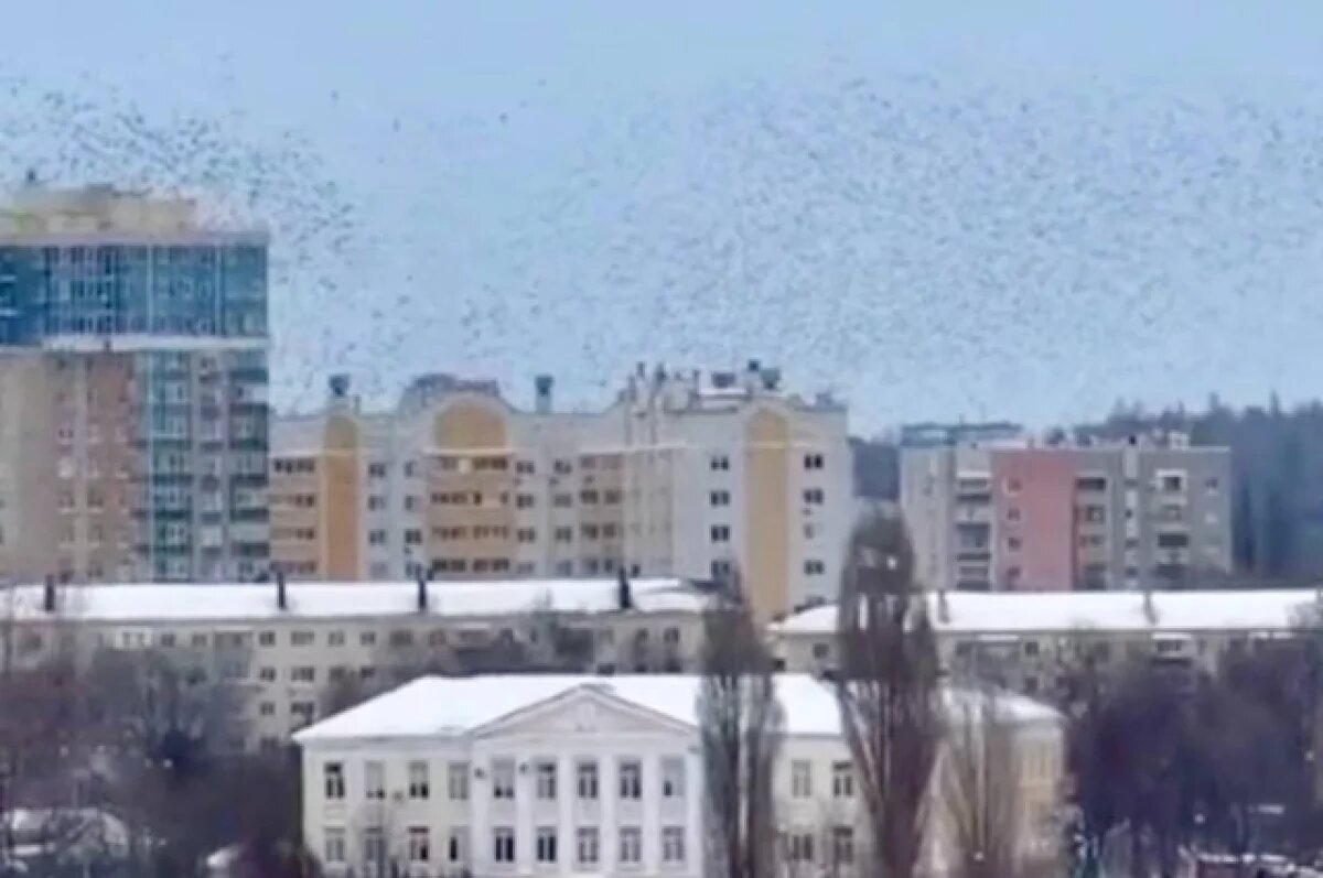    Орнитолог оценил странный полет птиц при ракетной опасности в Белгороде