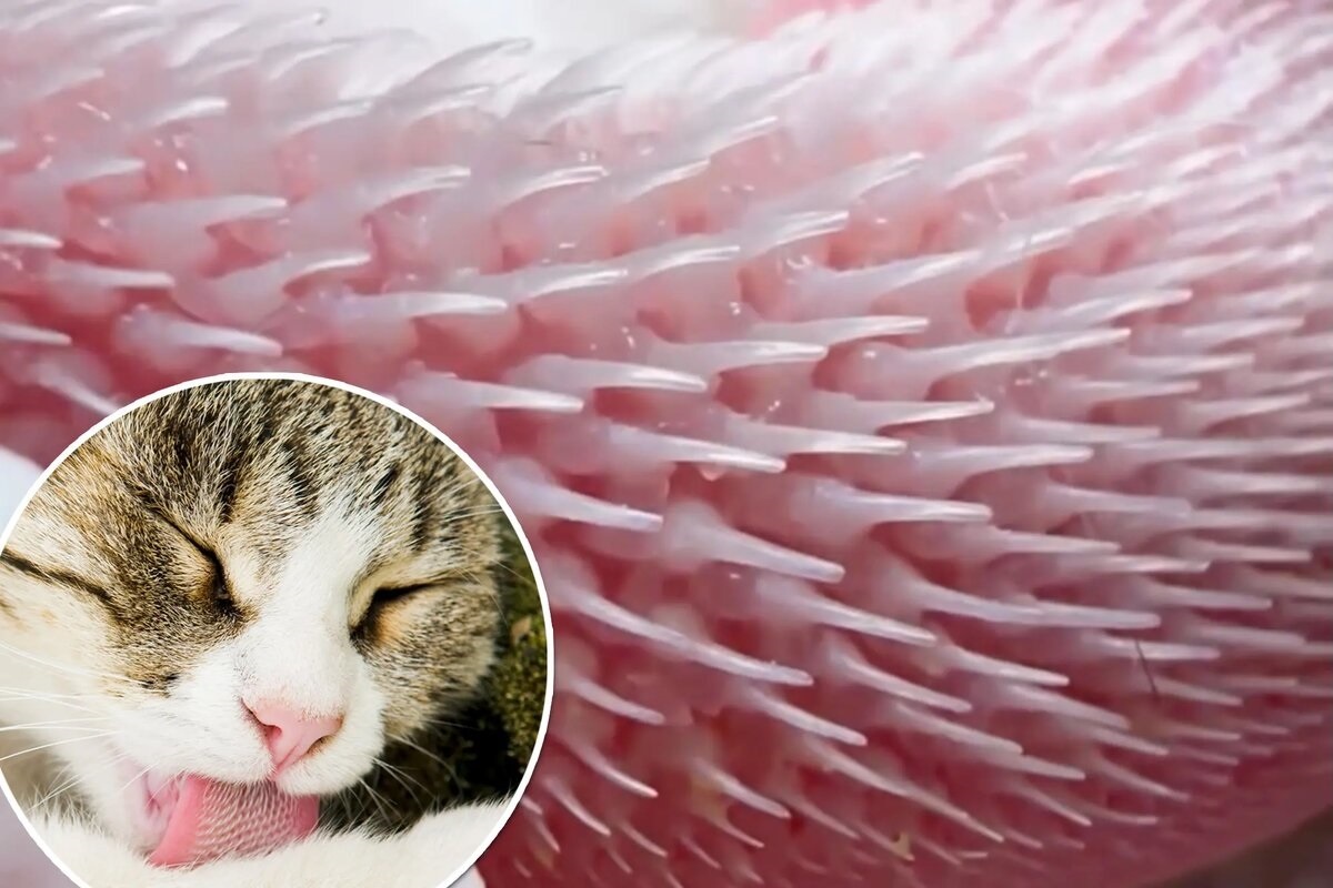 Фото с сайта: https://dzen.ru/a/aVkvp6JI5FRjdODK