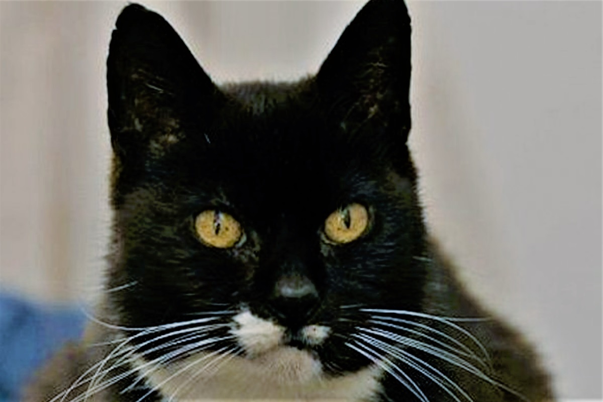 Крим Пафф, фото с сайта: https://rephones.ru/computers/krim-paff-koshka