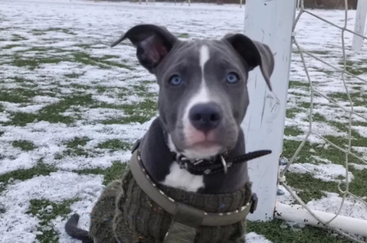    Под Астраханью «бойцовский» стафф спас мальчика