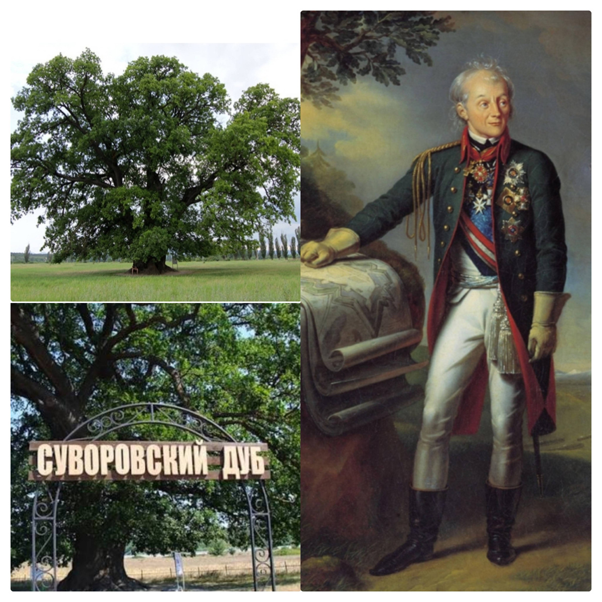 «Под такой же сенью полководец черпал силу перед боем. Сила дуба — не миф».
