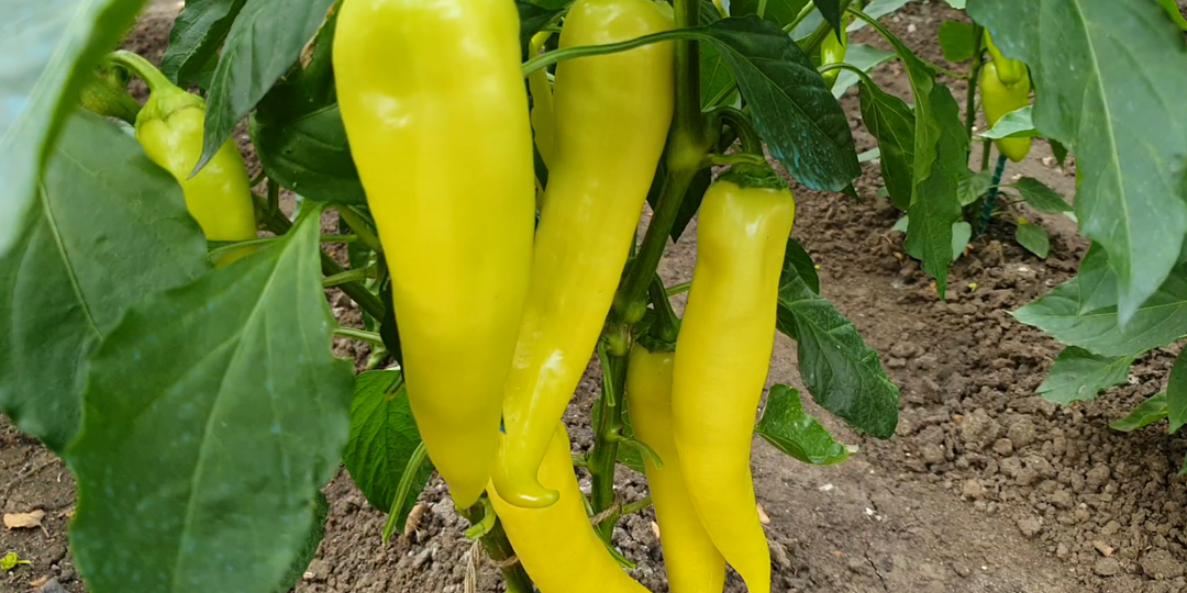 Вот почему я сажаю перец по два в одну лунку и вам советую.