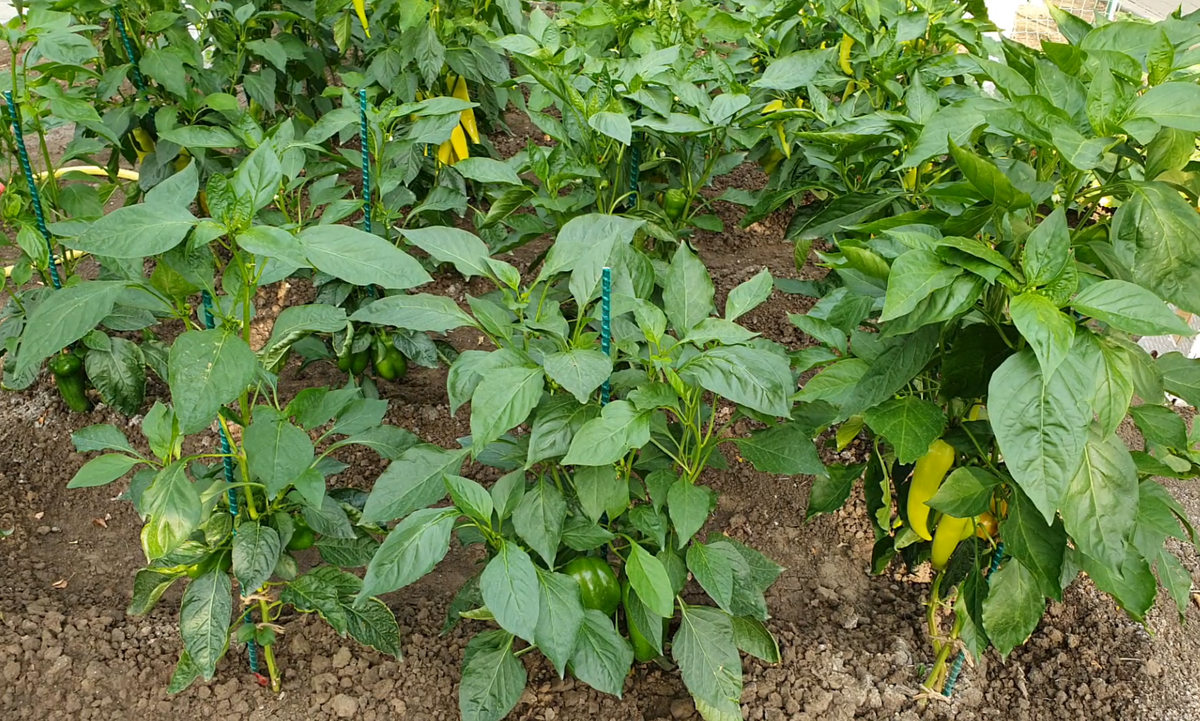 Перец в открытом грунте по 2 в лунку