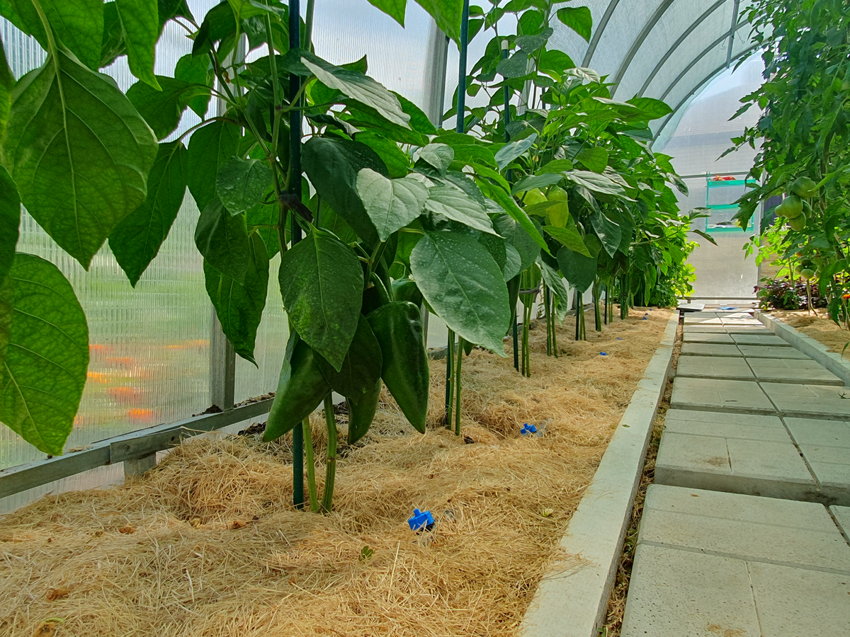 Перец в теплице по 2 в лунку