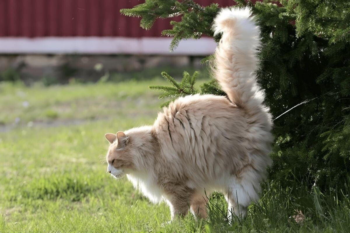 Фото с сайта: https://dzen.ru/a/ZvLZqxMUhC0DKEpt