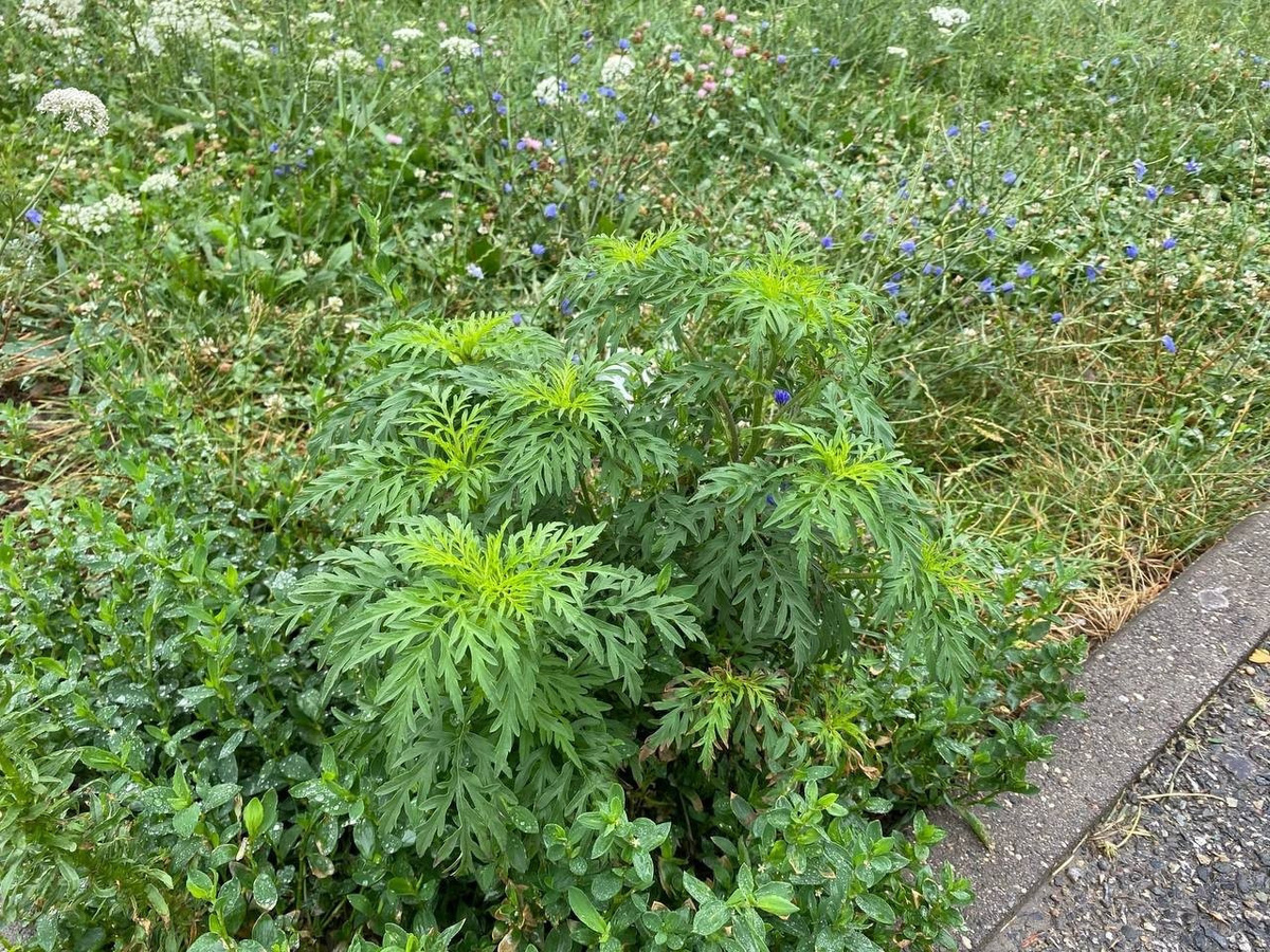 Амброзия. фото из Яндекс поиск