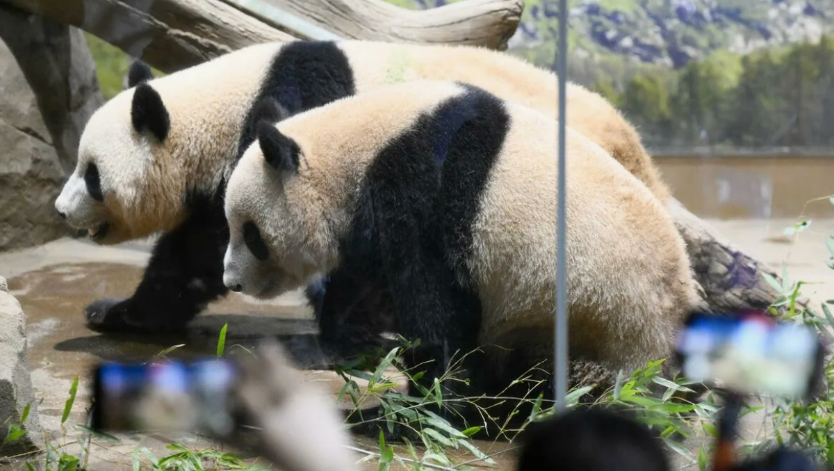 Панды  Сяо Сяо и Лей Лей