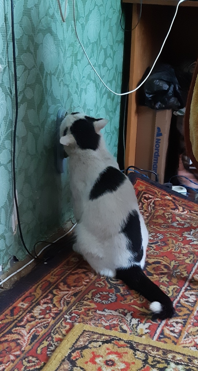 Дорогой дедушка мороз, пусть меня выпустют во двор, я больше не буду дуть на чужой  веник в подъезде, под батареей внизу, хотя нечего его там оставлять