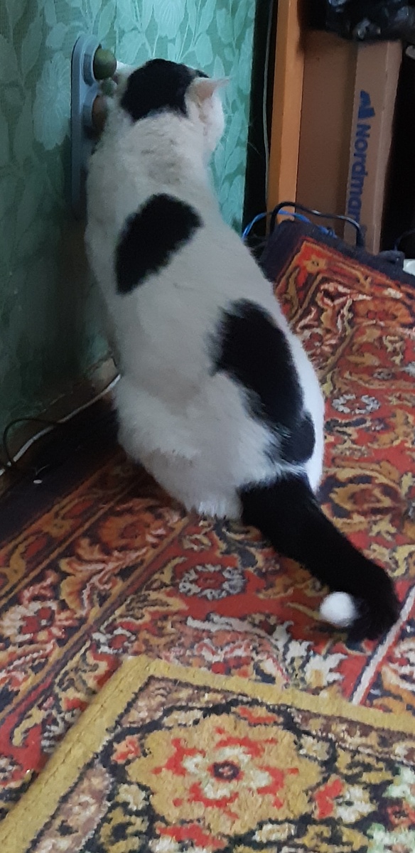 Не слышно ни шиша, говори громче, дедушка, куда я дунул? На мусоропровод??Это не я был, это другой котик, не я, не