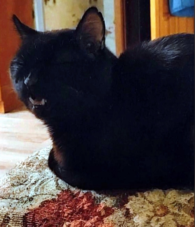 Филя. С черным котом почти всегда неудачные фото получались.