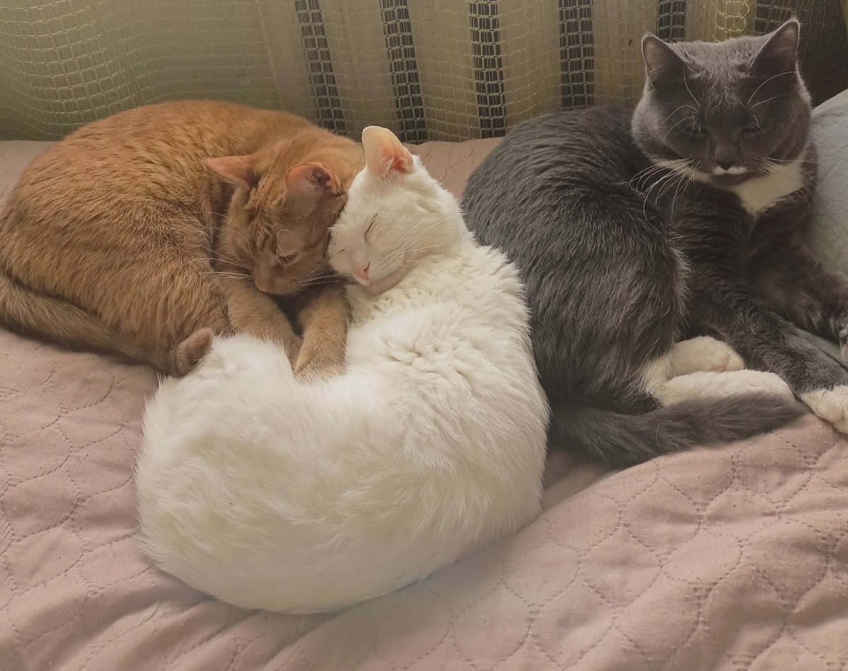 Рыжик, Снежок и Шурик.