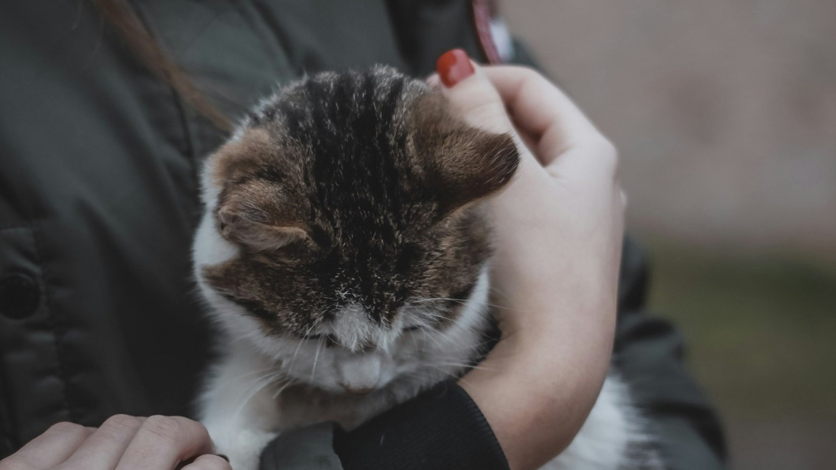    Кот, похожий на спасенного в Раменском