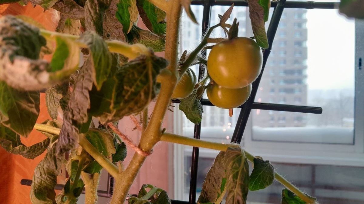 Томаты черри на подкоконнике зимой
