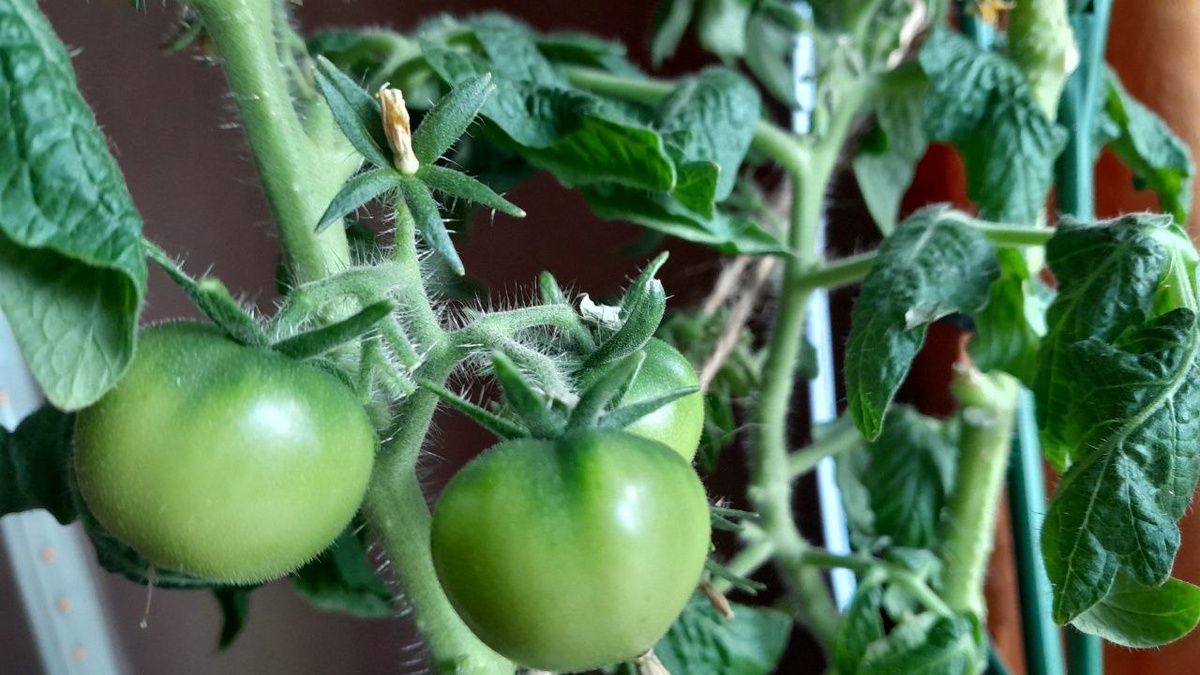 Над крупными помидорами можно заметить махонький