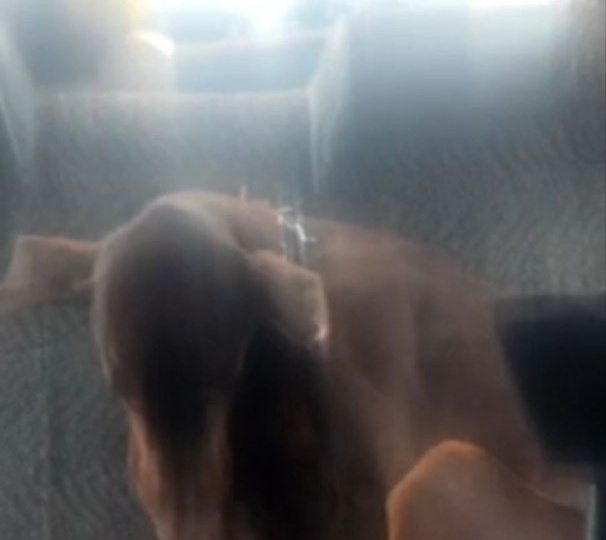 В Уфе нашли добермана, привязанного к забору и с пакетом лекарств