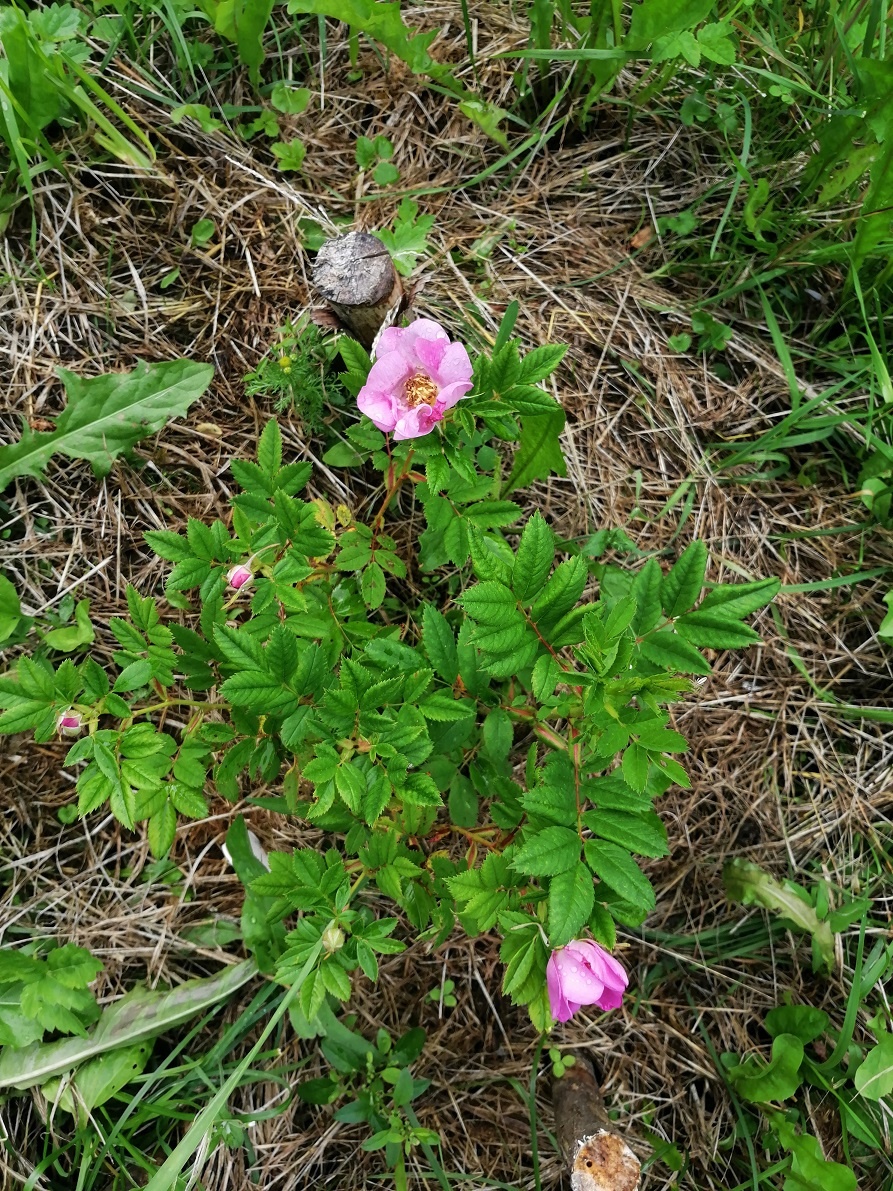 Вместо розы - шиповник.