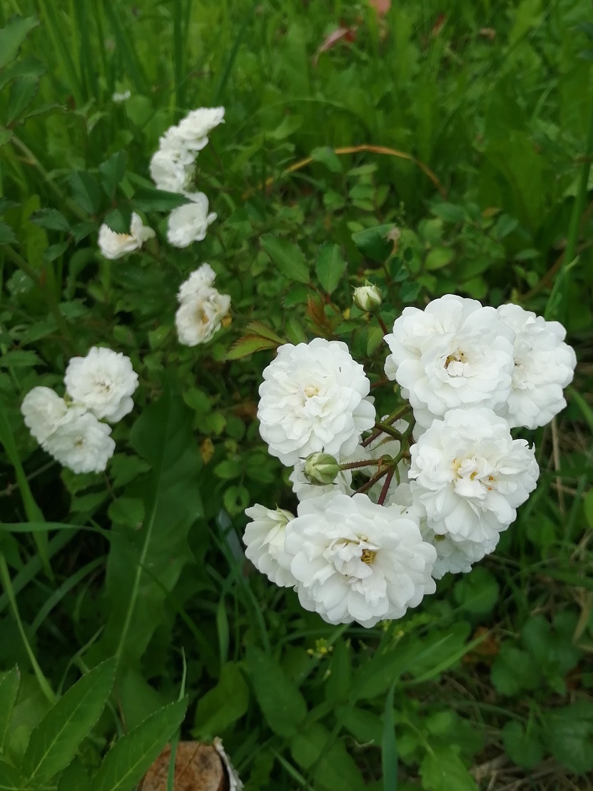  Альба Мейдиланд