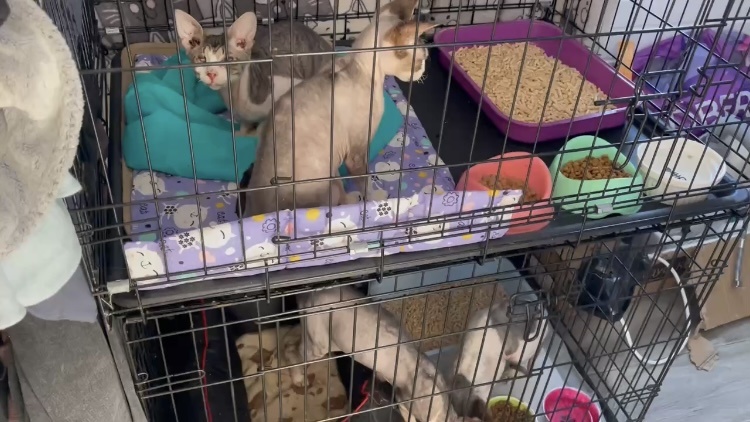 Нам достались 5 сфинксов