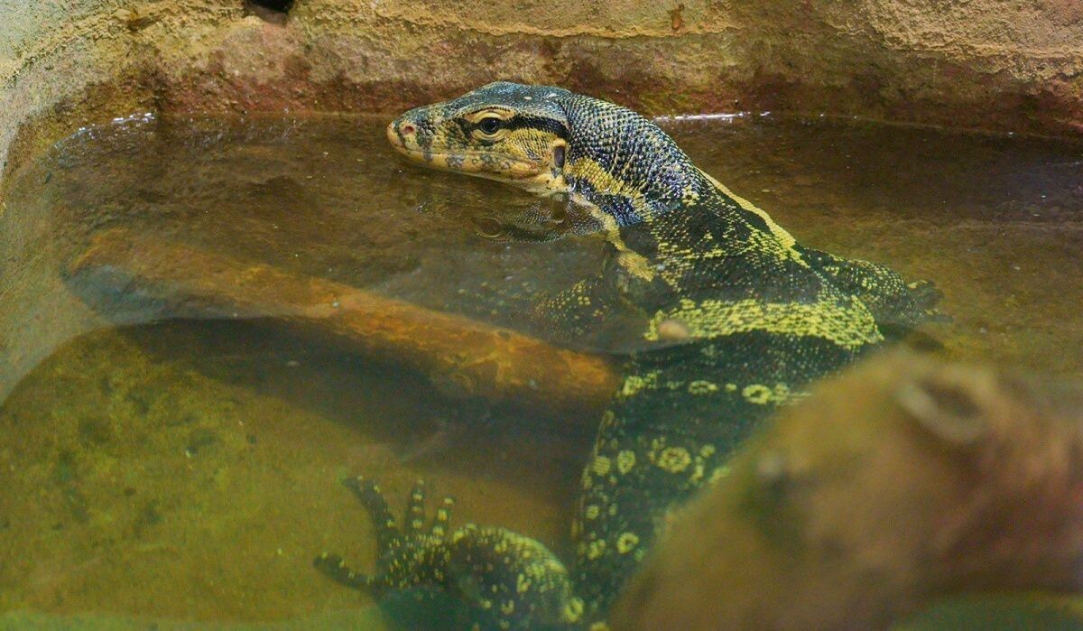     Полосатый водный варан. Источник: mos ru Автор фото: Пресс-служба Мэра и Правительства Москвы