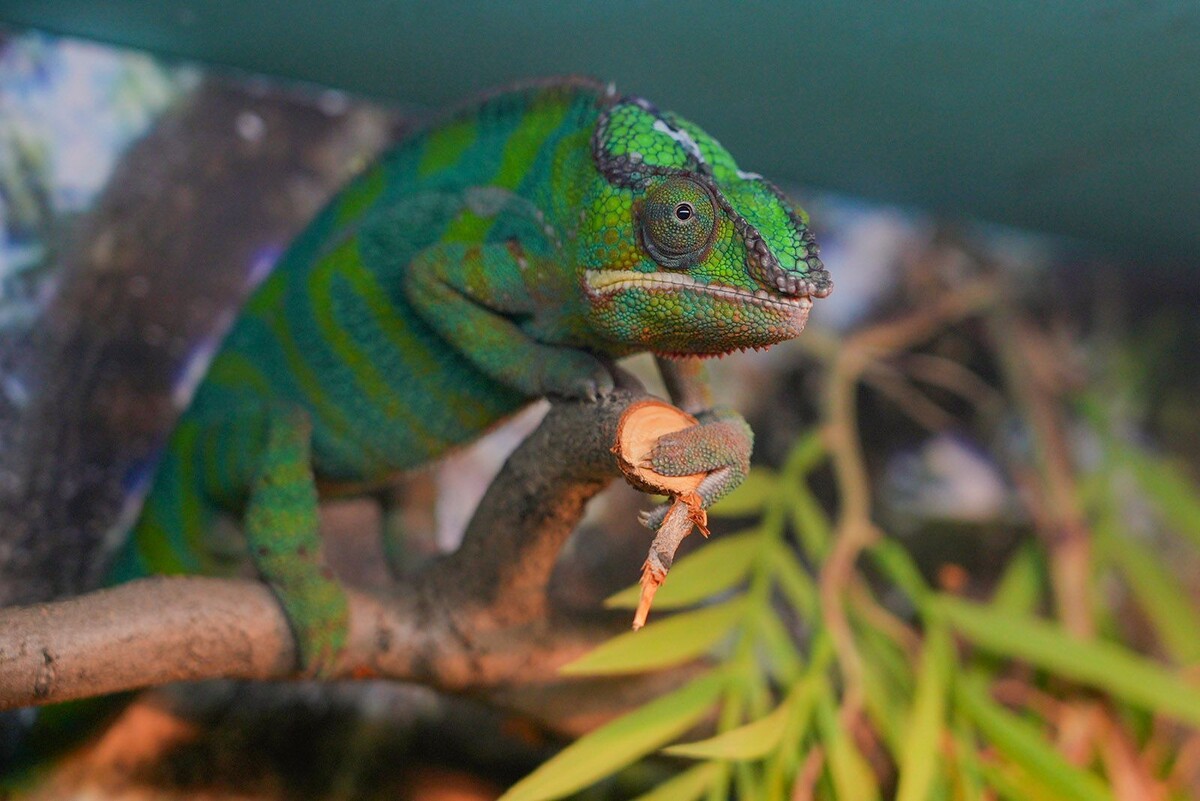    В Московском зоопарке появились новые обитатели: водный варан и хамелеон