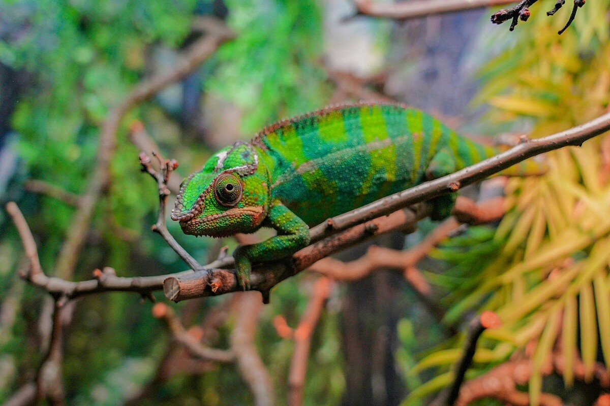    В Московском зоопарке появились новые обитатели: водный варан и хамелеон