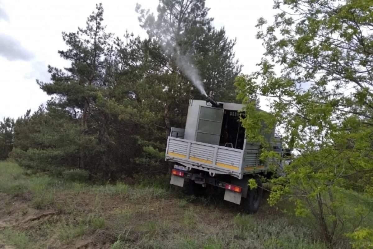    В облкомприроды назвали леса, которые обработают от насекомых-вредителей