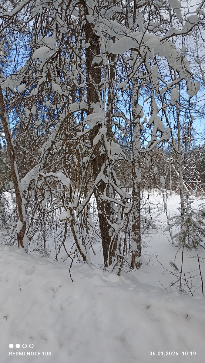Заснеженные деревья в январе. Фото автора.