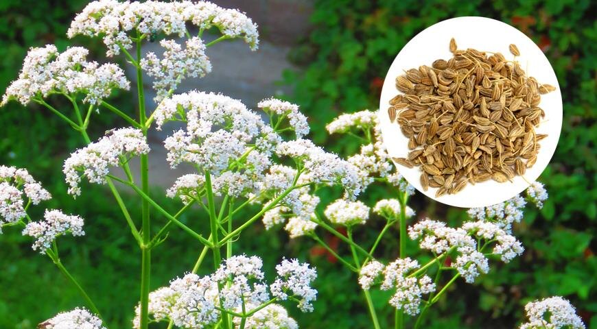Анис обыкновенный (Pimpinella anisum)