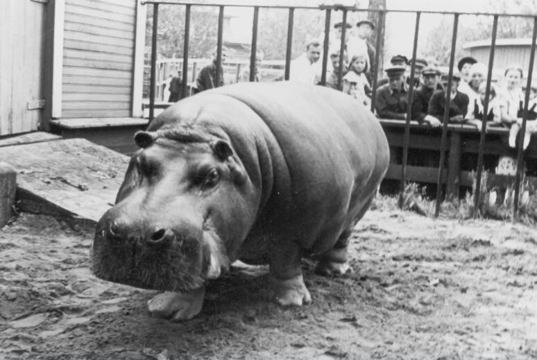 Бегемотиха Красавица в Ленинградском зоопарке. Довоенное архивное фото. Источник: spbzoo.ru